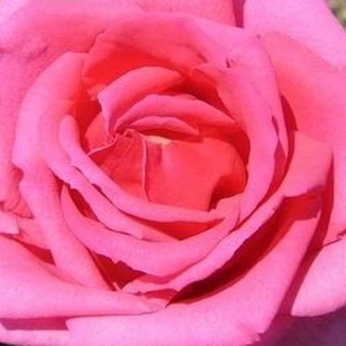 Online rózsa kertészet - virágágyi floribunda rózsa - rózsaszín - Rosa Chic Parisien - diszkrét illatú rózsa - Georges Delbard - Élénkrózsaszín virágai kellemes kontrasztot alkotnak sötét színű lombozatával.